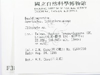 杯傘屬藏品圖，第2張