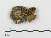 登錄號:F0003821藏品圖，第1張