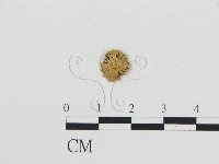 登錄號:F0003822藏品圖，第1張