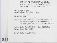 盔孢傘屬藏品圖，第2張