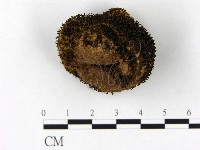 登錄號:F0003825藏品圖，第1張