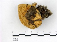 登錄號:F0003826藏品圖，第1張