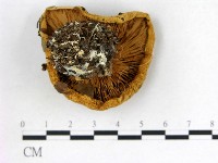 登錄號:F0003826藏品圖，第3張