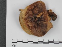 登錄號:F0003828藏品圖，第3張