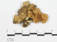 登錄號:F0003831藏品圖，第3張