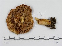 登錄號:F0003832藏品圖，第1張