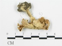 登錄號:F0003833藏品圖，第3張