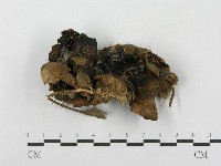 登錄號:F0003834藏品圖，第1張