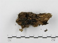 登錄號:F0003834藏品圖，第3張