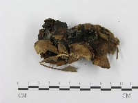 登錄號:F0003834藏品圖，第5張