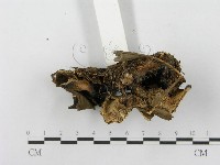 登錄號:F0003834藏品圖，第6張