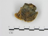 登錄號:F0003836藏品圖，第1張