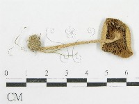 登錄號:F0003837藏品圖，第1張