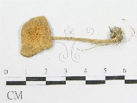 登錄號:F0003837藏品圖，第3張