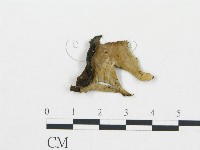 喇叭菌屬藏品圖，第3張