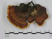 相鄰小孔菌藏品圖，第3張