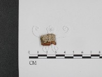 登錄號:F0003845藏品圖，第1張