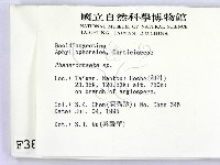 顯絲菌屬藏品圖，第2張