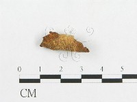 多孔菌屬藏品圖，第1張