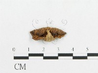 多孔菌屬藏品圖，第3張