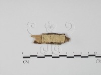 齒耳菌屬藏品圖，第1張