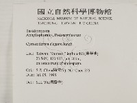 優雅波邊革菌藏品圖，第2張