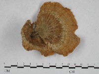 優雅波邊革菌藏品圖，第3張