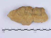 蠔韌革菌藏品圖，第3張