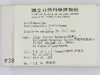 剛毛絲皮菌藏品圖，第2張