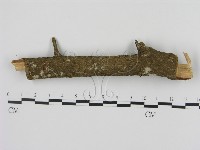 剛毛絲皮菌藏品圖，第1張