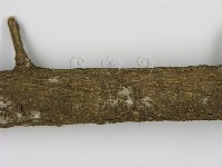 剛毛絲皮菌藏品圖，第3張