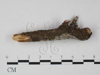 登錄號:F0003869藏品圖，第4張
