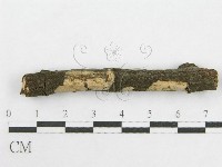 絲皮菌屬藏品圖，第3張