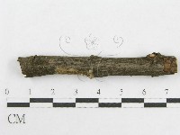 絲皮菌屬藏品圖，第4張