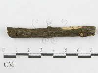絲皮菌屬藏品圖，第5張