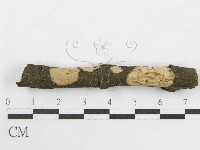 絲皮菌屬藏品圖，第6張