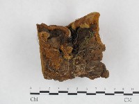 登錄號:F0003877藏品圖，第1張