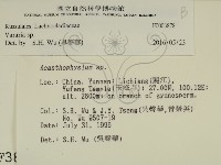 叉絲革菌屬藏品圖，第2張