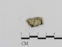 登錄號:F0003880藏品圖，第1張