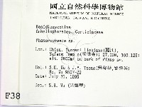 顯絲菌屬藏品圖，第2張