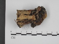 登錄號:F0003882藏品圖，第3張