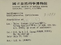 盤革菌屬藏品圖，第2張