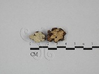 盤革菌屬藏品圖，第1張