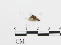 登錄號:F0003884藏品圖，第4張