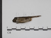 登錄號:F0003886藏品圖，第1張