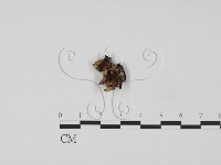 登錄號:F0003887藏品圖，第1張