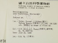 韌革菌屬藏品圖，第2張