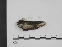 登錄號:F0003889藏品圖，第1張