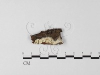 登錄號:F0003892藏品圖，第1張