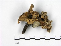 登錄號:F0003894藏品圖，第3張